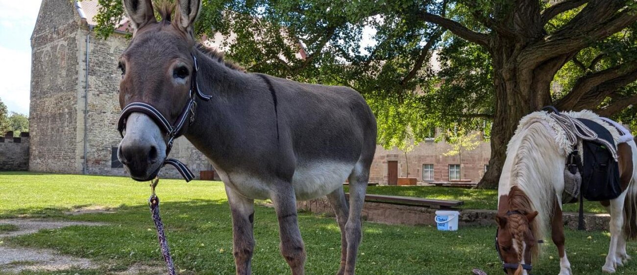 goseck-esel-und-ponyhof-tiere