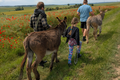 Eselwanderung in den Naumburger Weinbergen