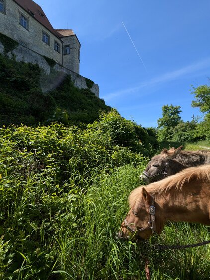 Eselwanderung - Neuenburg und Freyburger Weingüter
