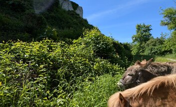 Eselwanderung - Neuenburg und Freyburger Weingüter
