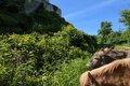 Eselwanderung - Neuenburg und Freyburger Weingüter