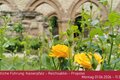 Öffentliche Führung im Kloster Memleben