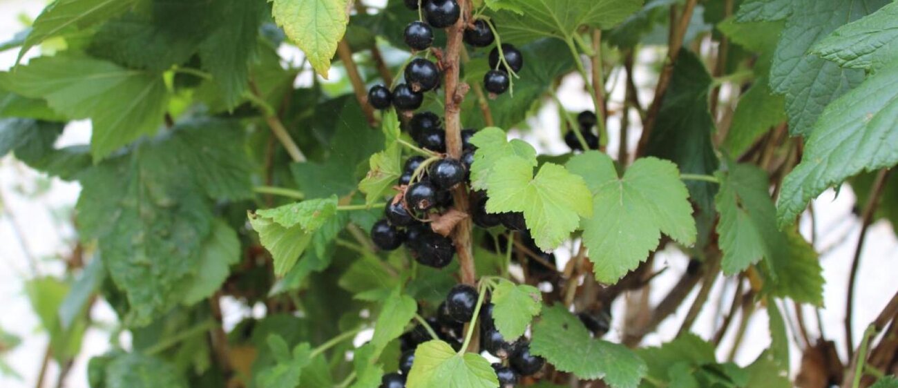 Eine Angebotsauswahl und einige Eindrücke des Pflanzenhof Zöthen.