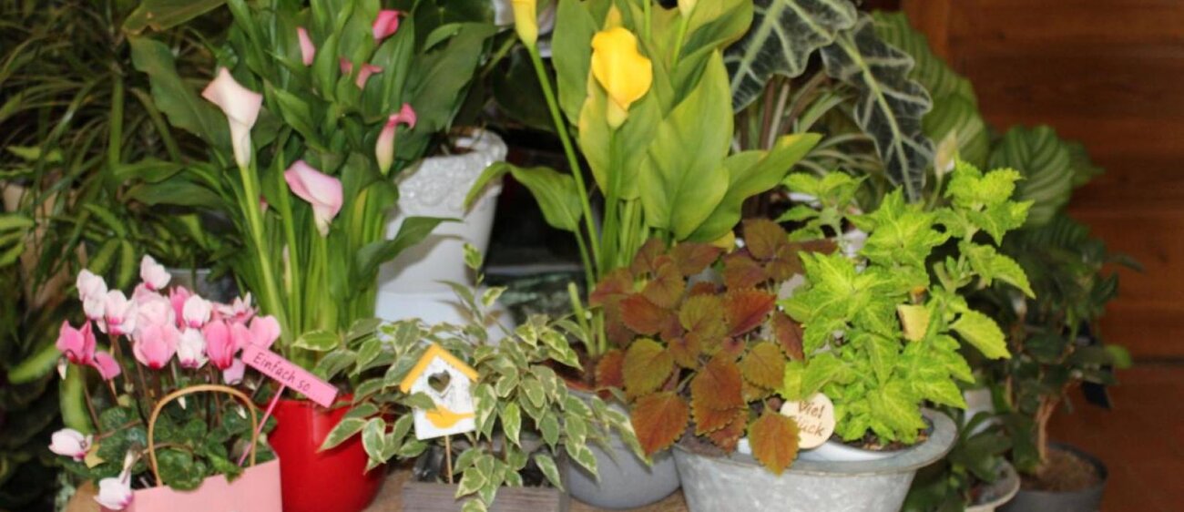 Eine Angebotsauswahl und einige Eindrücke des Pflanzenhof Zöthen.