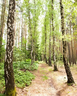 Weg von Birken gesäumt in der Jagdanlage Rieseneck bei Hummelshain