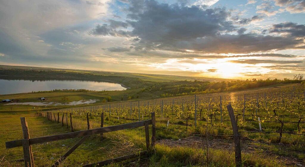 Weinbau am Geiseltalsee - Blick auf See im Sonnenuntergang