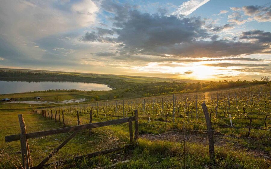 Weinbau am Geiseltalsee - Blick auf See im Sonnenuntergang