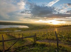 geiseltalsee_weinbau_am_geiseltalsee_blick_auf_see_im_sonnenuntergang