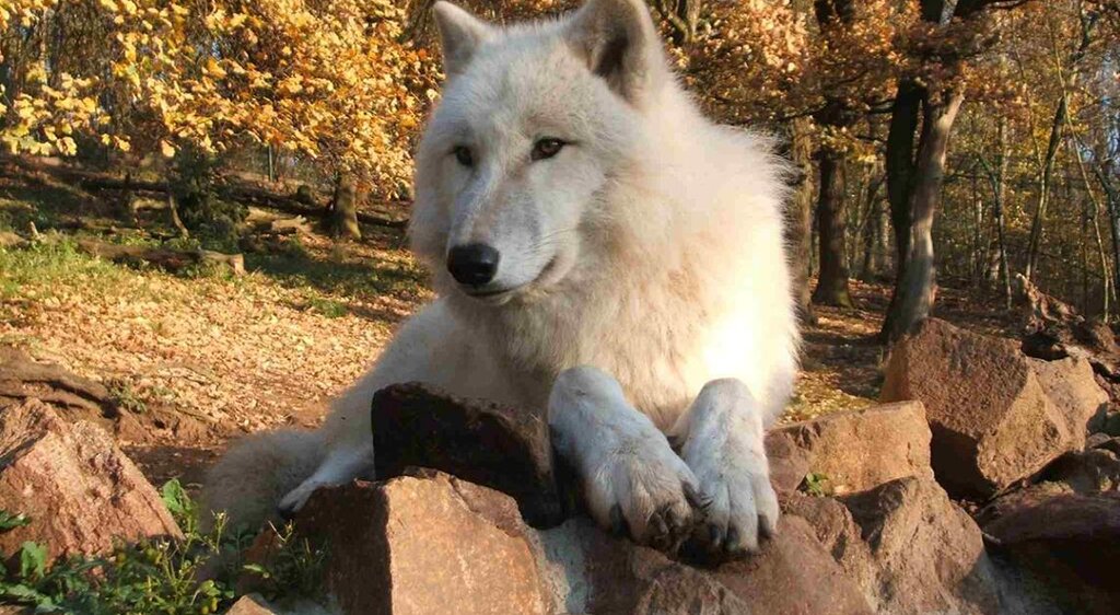 Wolf