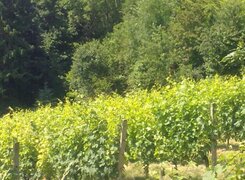 winzerhof-altmann