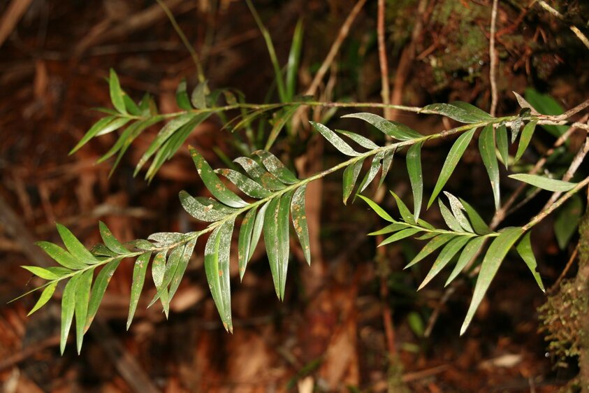 Führung: "Tropische und subtropische Nadelbäume im Botanischen Garten"