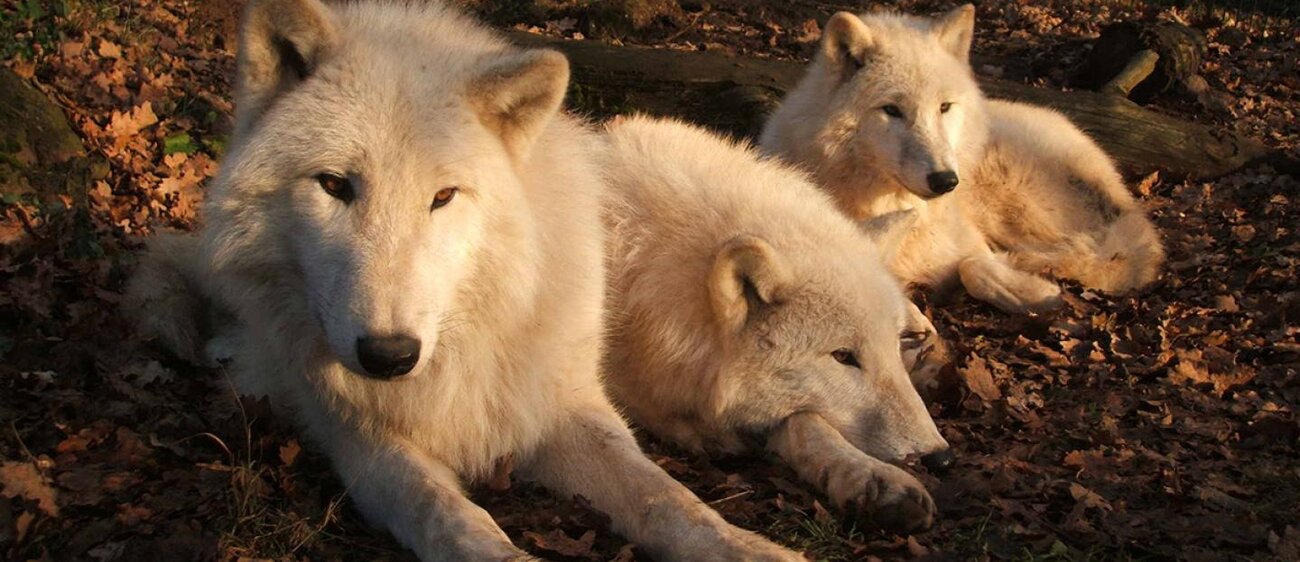 Wölfe