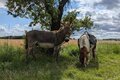Spaziergang mit Eseln und Ponys