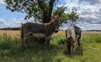 Spaziergang mit Eseln und Ponys