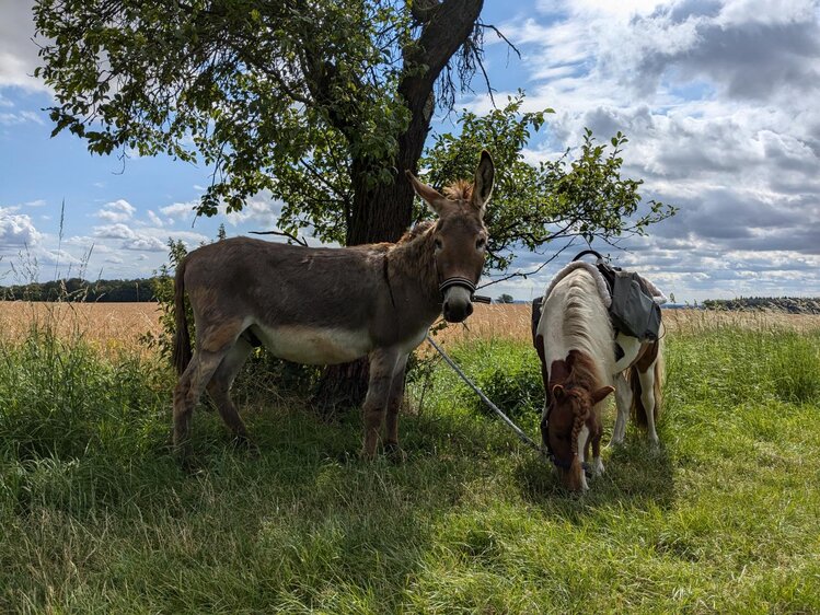 Spaziergang mit Eseln und Ponys