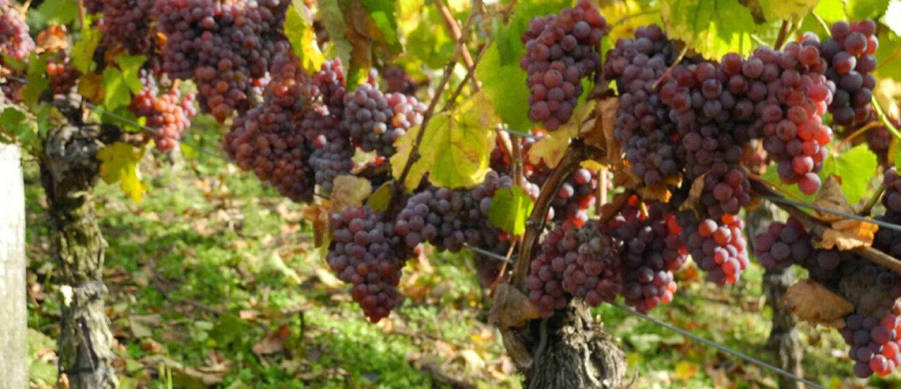 Weinstock Traminer kurz vor der Weinlese