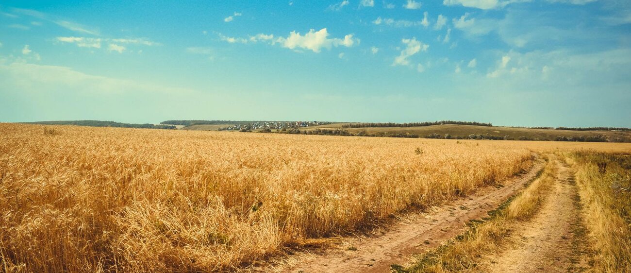 Weg übers Feld.