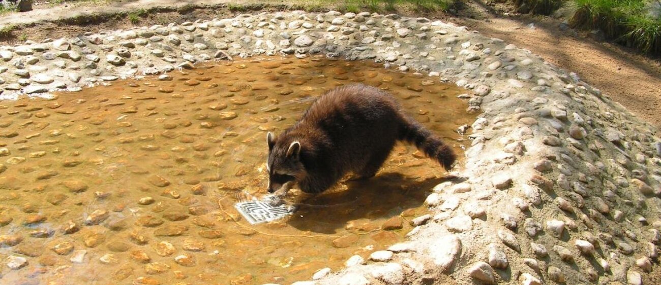 Waschbär im Heimatnaturgarten Weißenfels