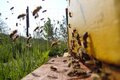 Bienenflug.JPG