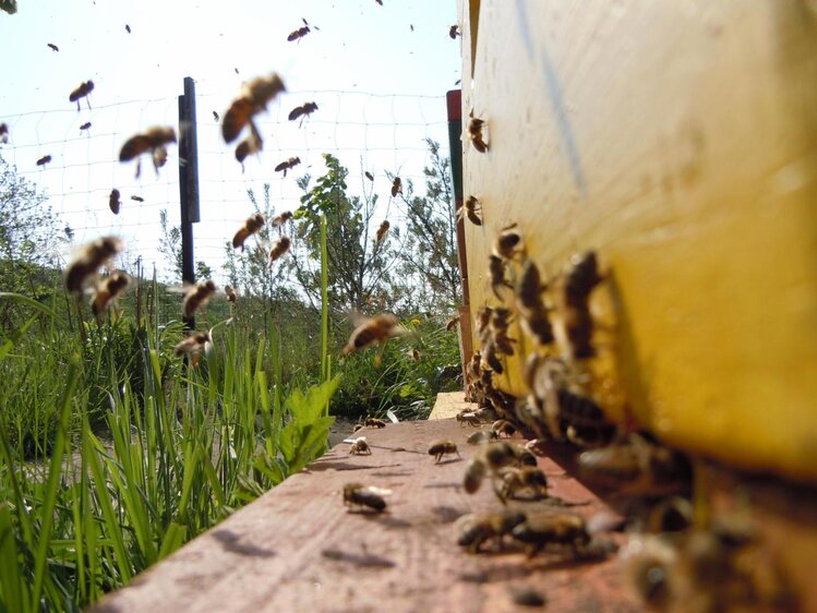 Tag der offenen Tür im Bienenlehrgarten Nebra