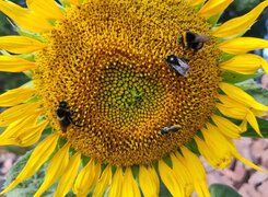 Obhausen-LWB-Susanne-Holter-Sonnenblume-Bienen