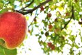 Tag der Kleingärtner - Vereine / 19. Obstsortenausstellung