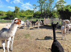 Salzatal-Devils-Stone-Alpacas-Weide