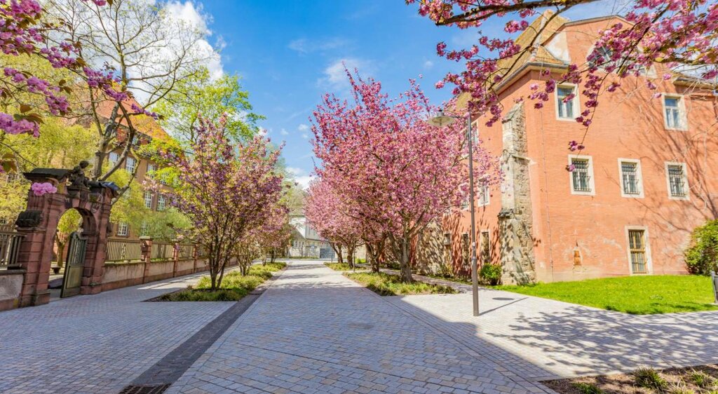 Kloster St. Claren in Weißenfels mit rosa blühenden Bäumen