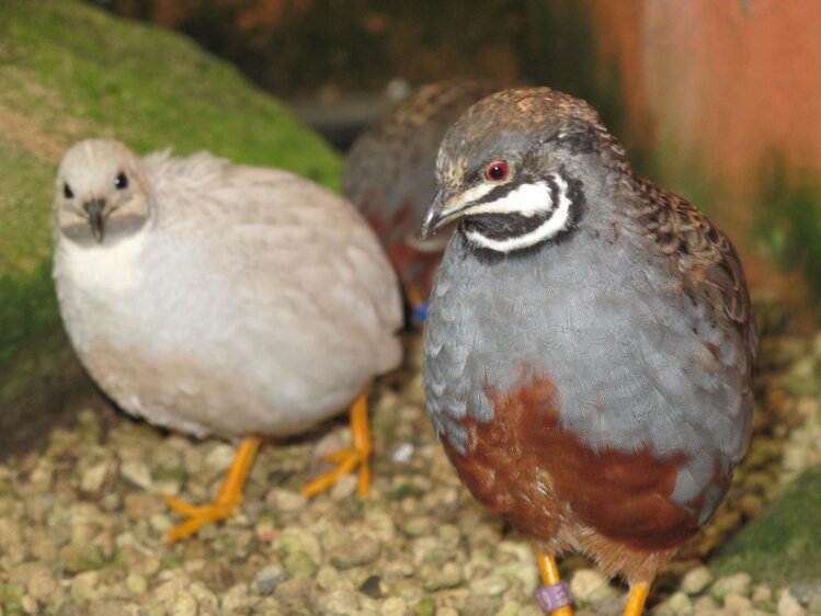 Führung: "Tiere im Botanischen Garten"