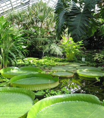 Botanischer Garten Jena_Victoria-Riesenseerose_Thomas Bopp