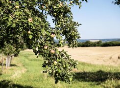 Gumperda-Obstweinkellerei-Röttelmisch-Streuobstwiese-C-Guido-Werner