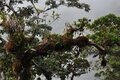 Führung: "Anpassungen an Extremstandorte - das Leben epiphytischer Arten in den Tropen"