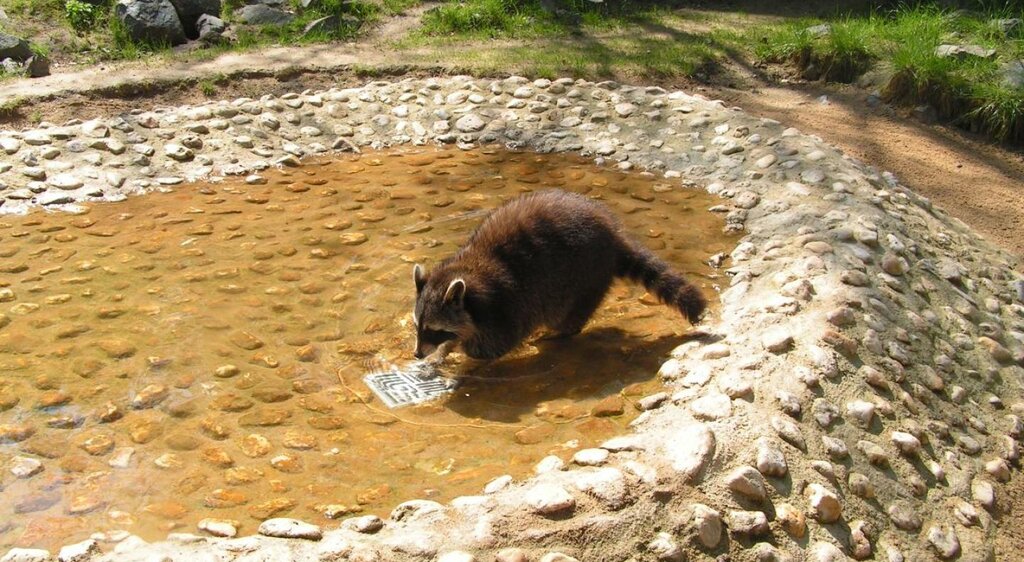 Waschbär im Heimatnaturgarten Weißenfels