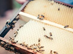 Nebra-Bienenlehrgarten-Bienenwabe