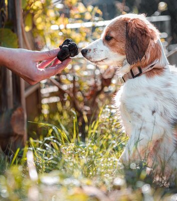 Deutsches Trüffelgut