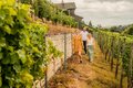 Große öffentliche Weinwanderung zum WeinWanderWochenende