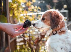 Lützen-Deutsches-Trüffelgut-Trüffelhund-Querformat