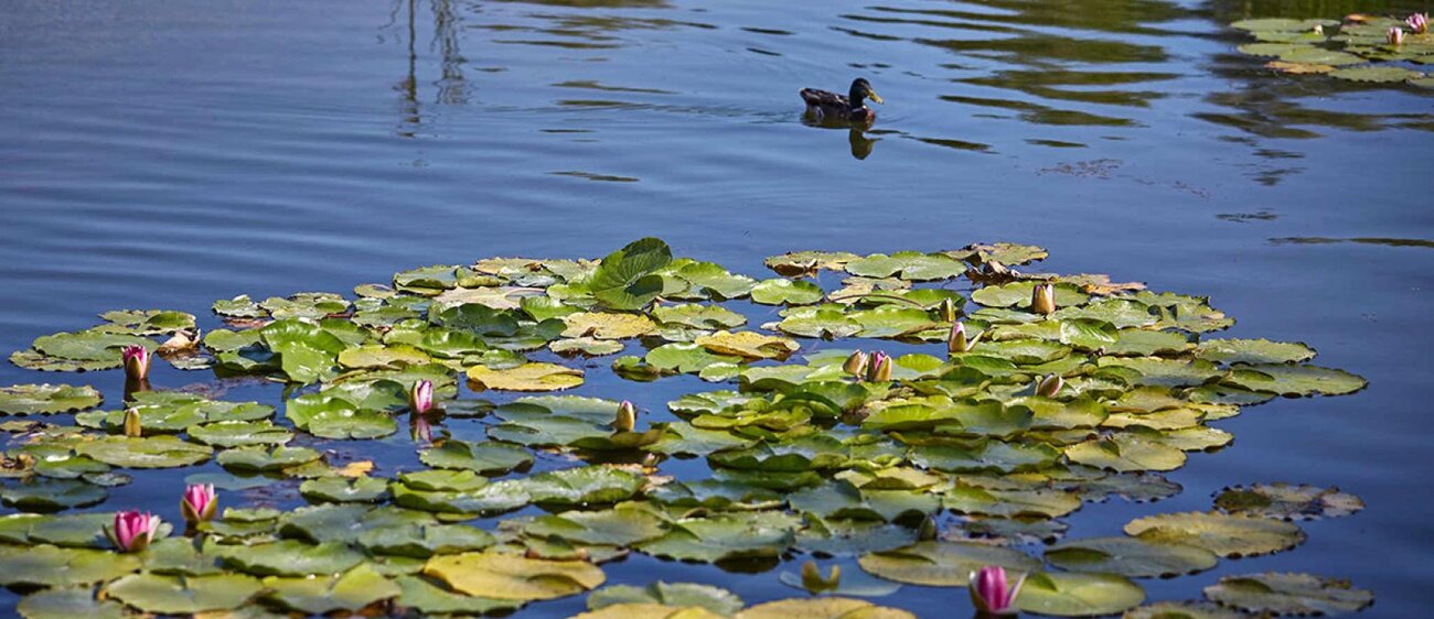 Seerosenteich im Schlosspark Moritzburg