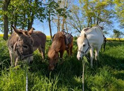Goseck-Esel-und-Ponyhof-Pause-2-Amrei-Knauf