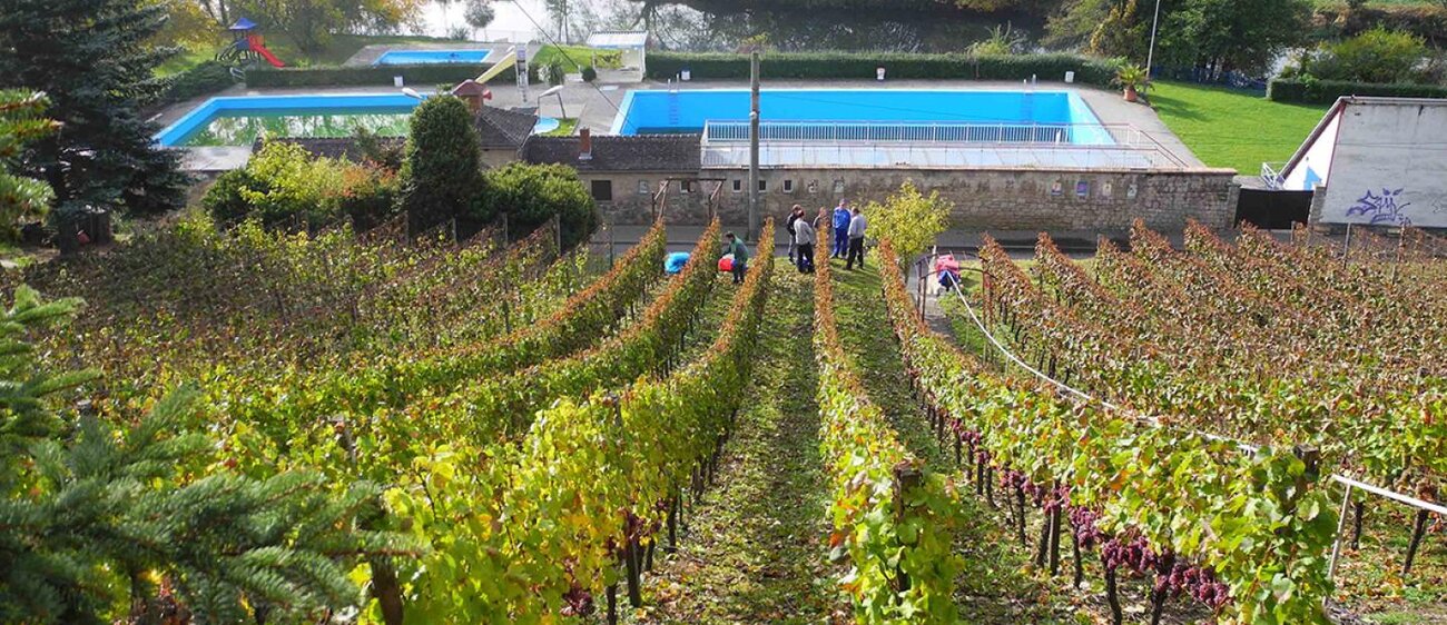 Weinbergblick