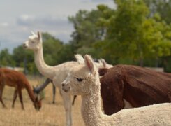 Salzatal-Devils-Stone-Alpacas-3
