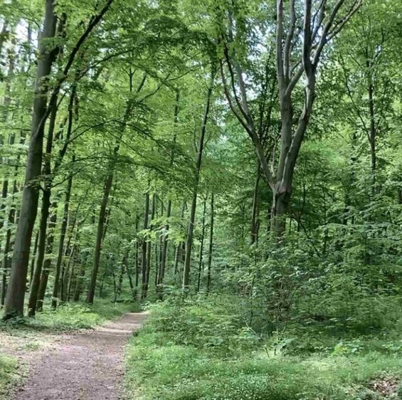 Elisabeth Pech (Regionale Aktionsgruppe Saale-Holzland e.V.): Insektenschutz im Garten 