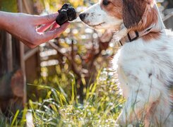 Lützen-Deutsches-Trüffelgut-Trüffelhund