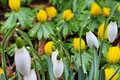 Winterlinge und Schneeglöckchen
