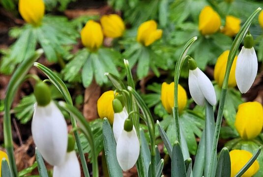 Winterlinge und Schneeglöckchen