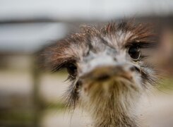 MaMas-Unstruttaler-Balgstädt-Strauß