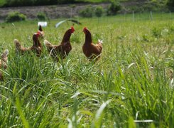 MaMas-Unstruttaler-Balgstädt-Weide