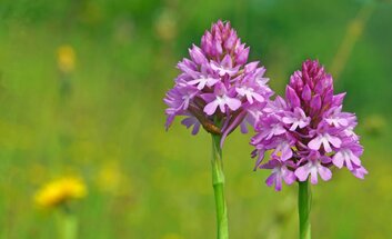 Orchideenwanderung entlang der Saalhäuser Weinberge