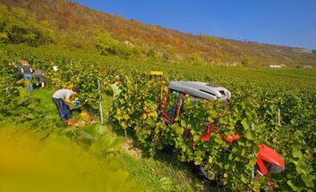 Weinlese für Jedermann