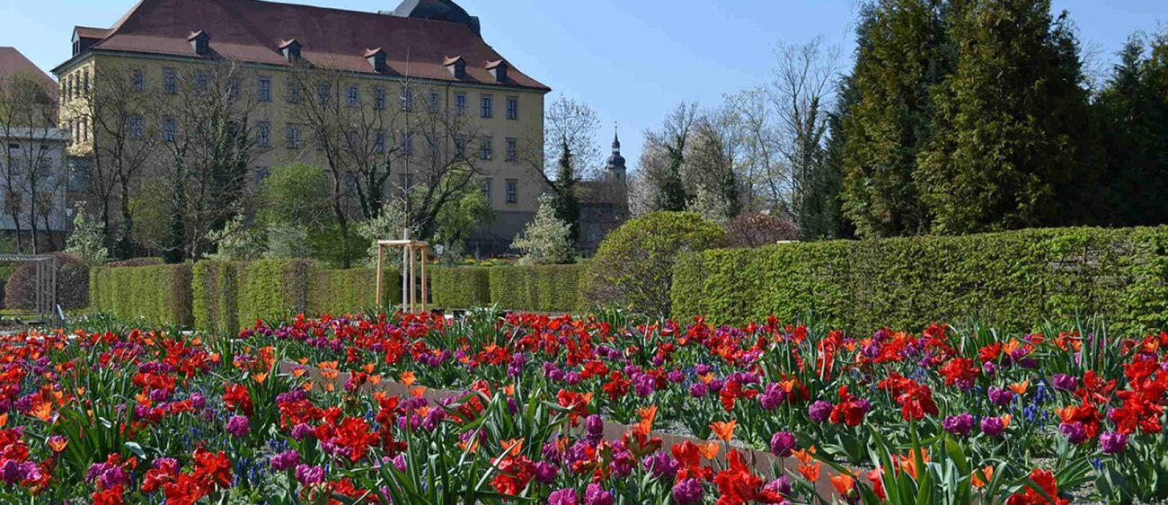 Blütenpracht im Schlosspark Moritzburg